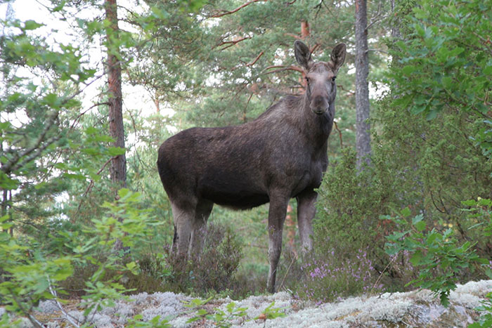 Familie Wild - Ferienhäuser in Schweden - Gästebuch